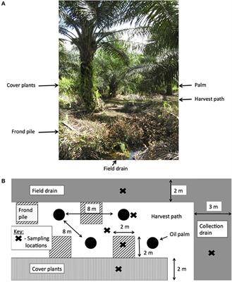 Carbon Emissions From Oil Palm Plantations on Peat Soil